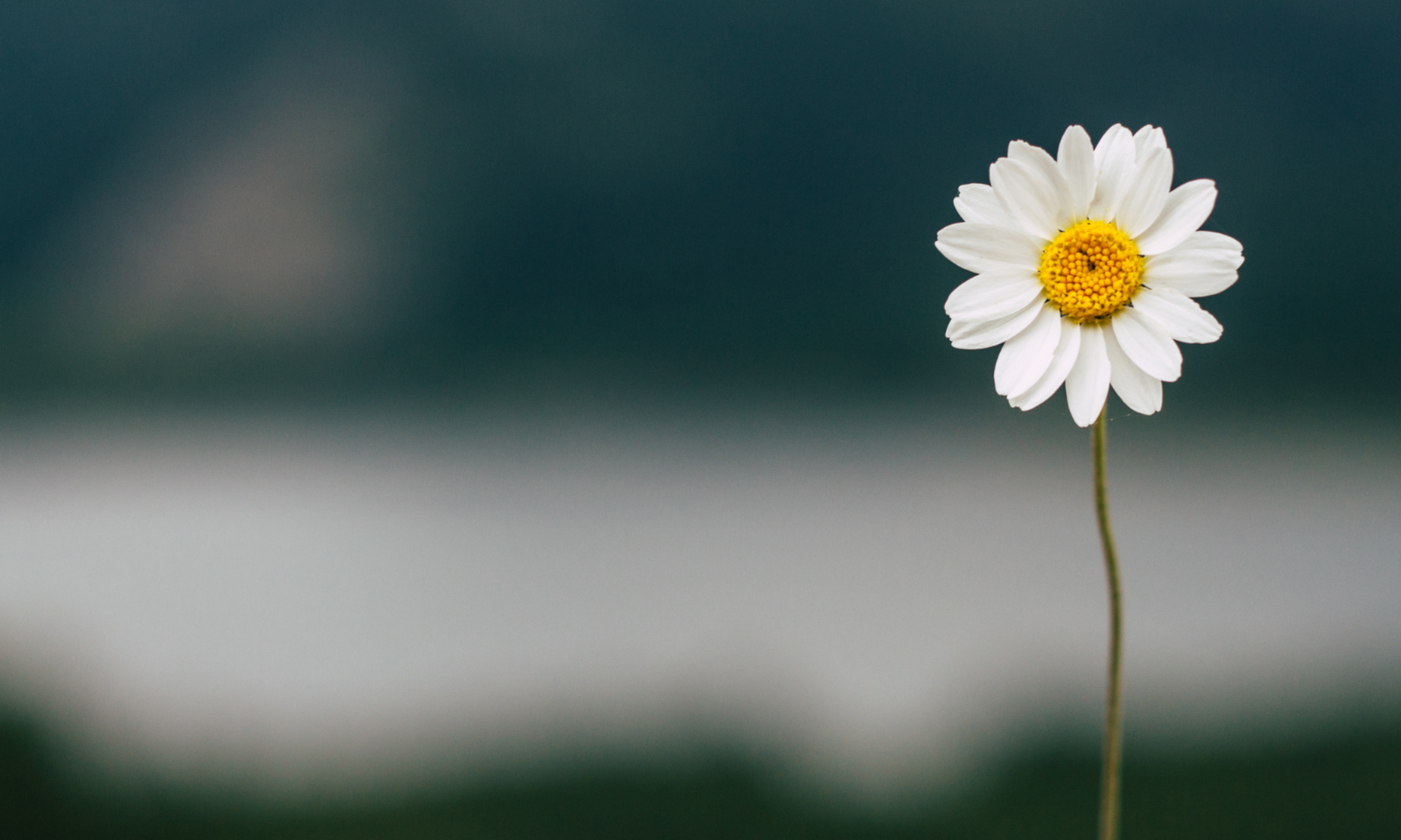 Centrum Pomocy Psychologicznej